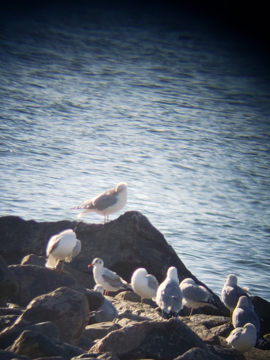 Black-headed Gull - ML616117473