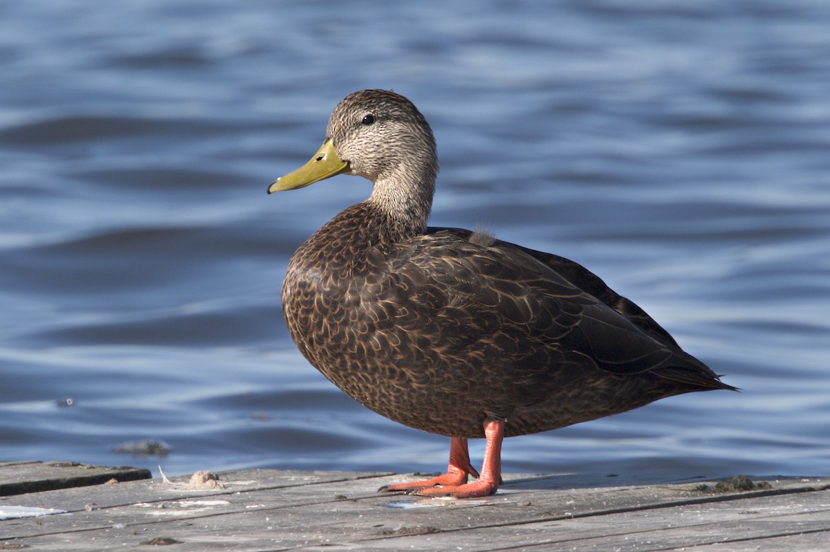 American Black Duck - Rick Bowers