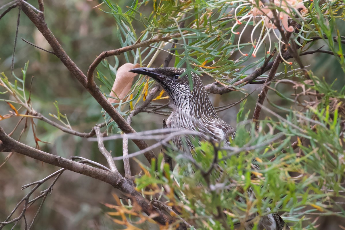 Little Wattlebird - ML616117521