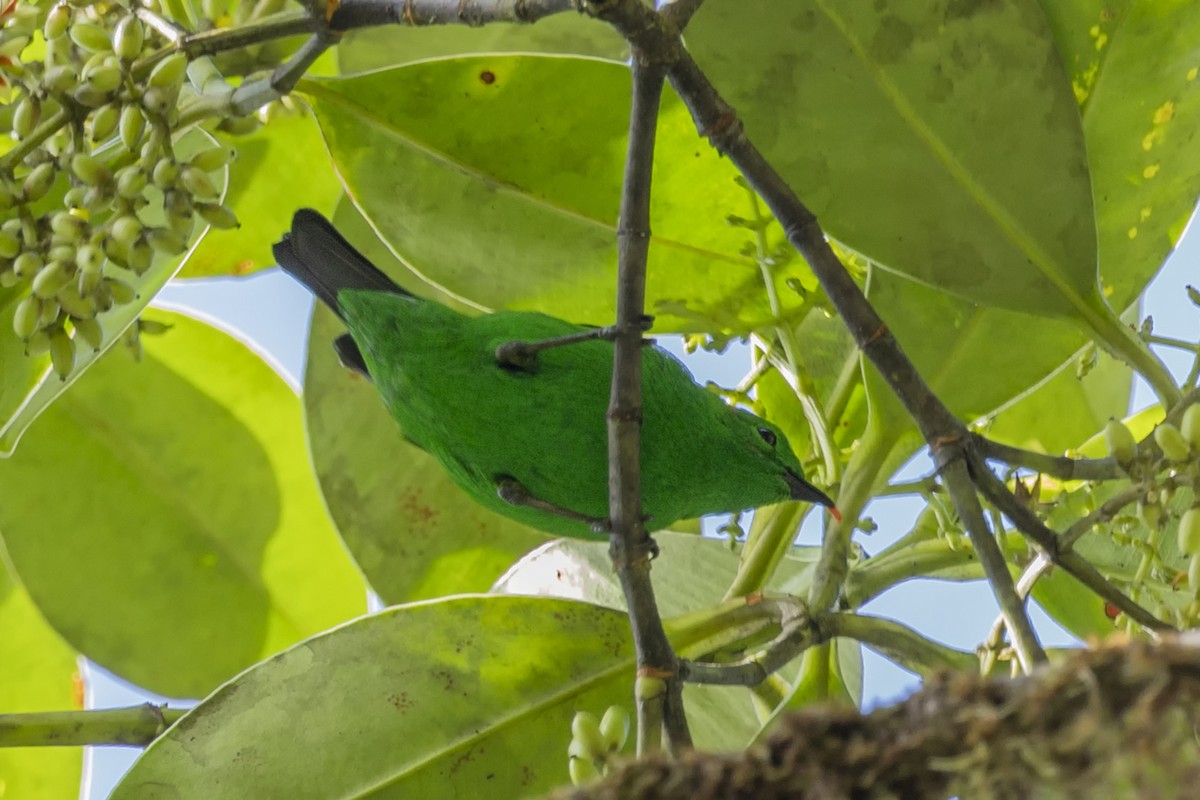 Glistening-green Tanager - ML616117565