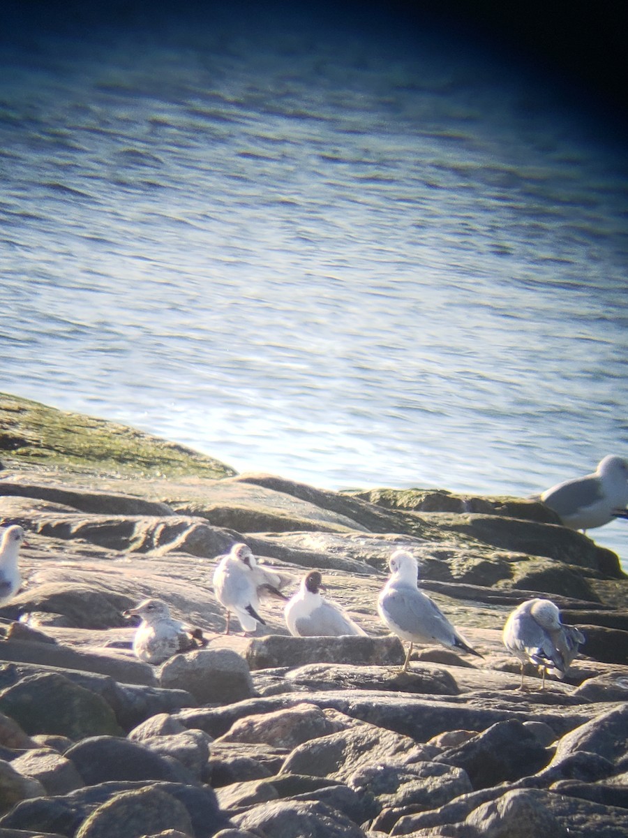 Black-headed Gull - ML616117590