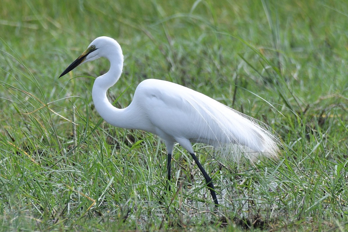 Great Egret (African) - ML616117603