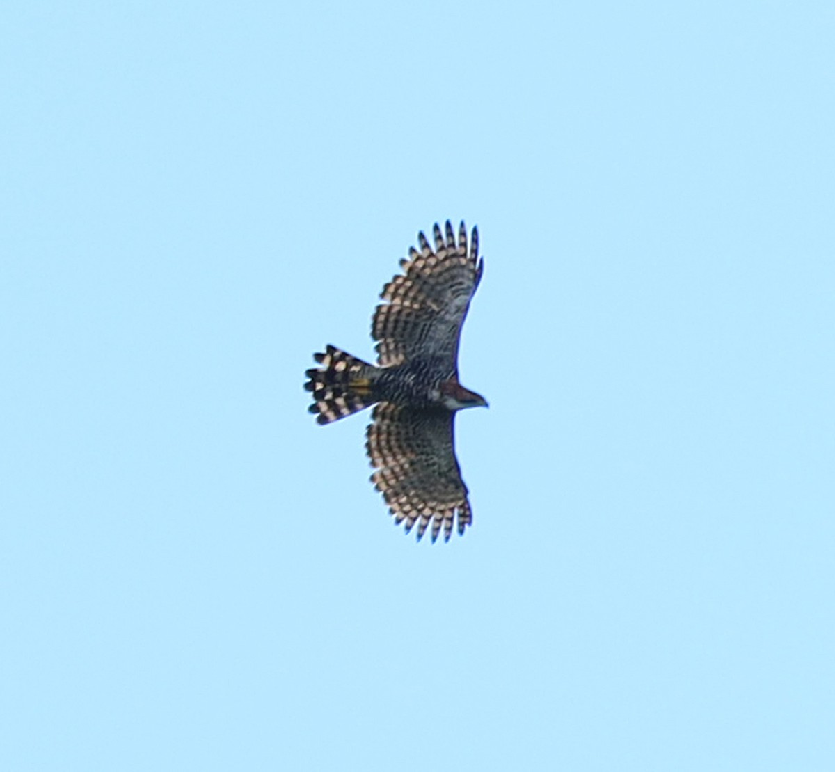 Ornate Hawk-Eagle - ML616117629