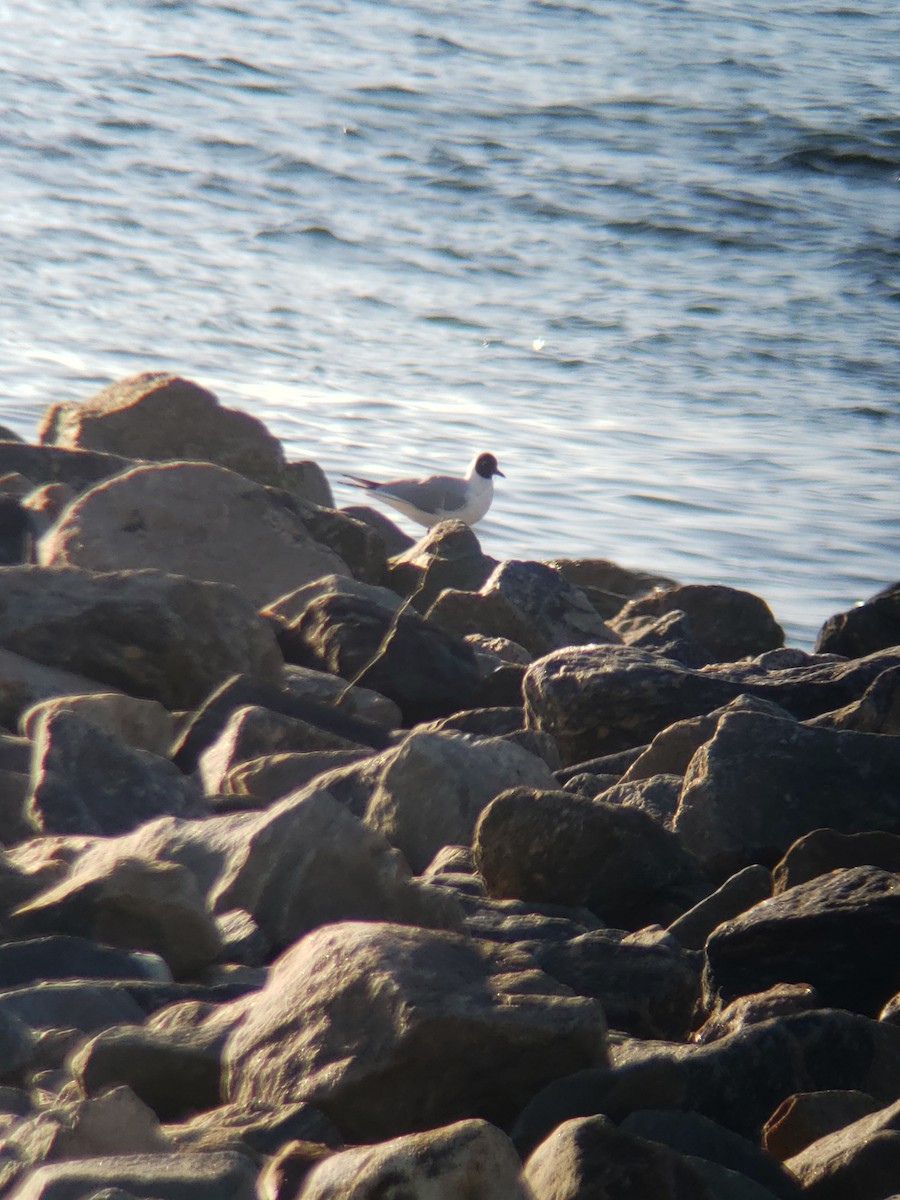 Mouette rieuse - ML616117636