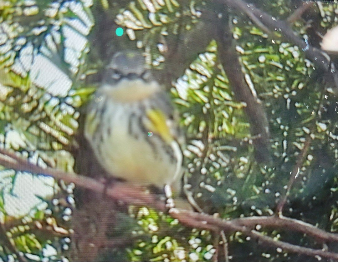 Yellow-rumped Warbler (Myrtle) - ML616117665