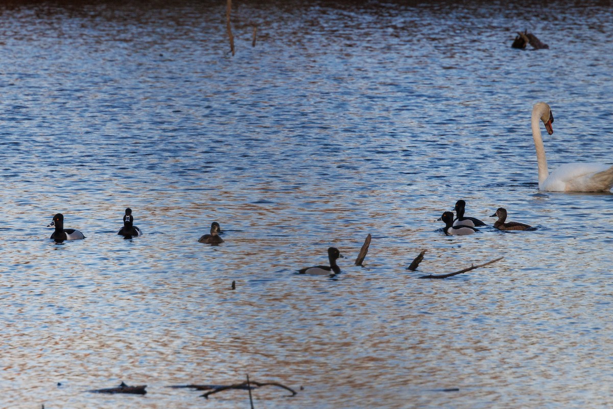 Ring-necked Duck - ML616117764