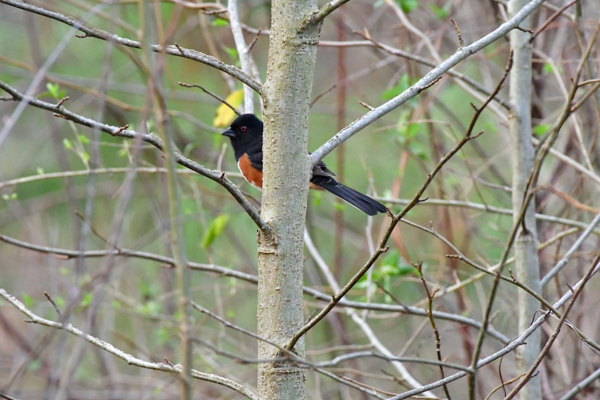 Eastern Towhee - ML616117766