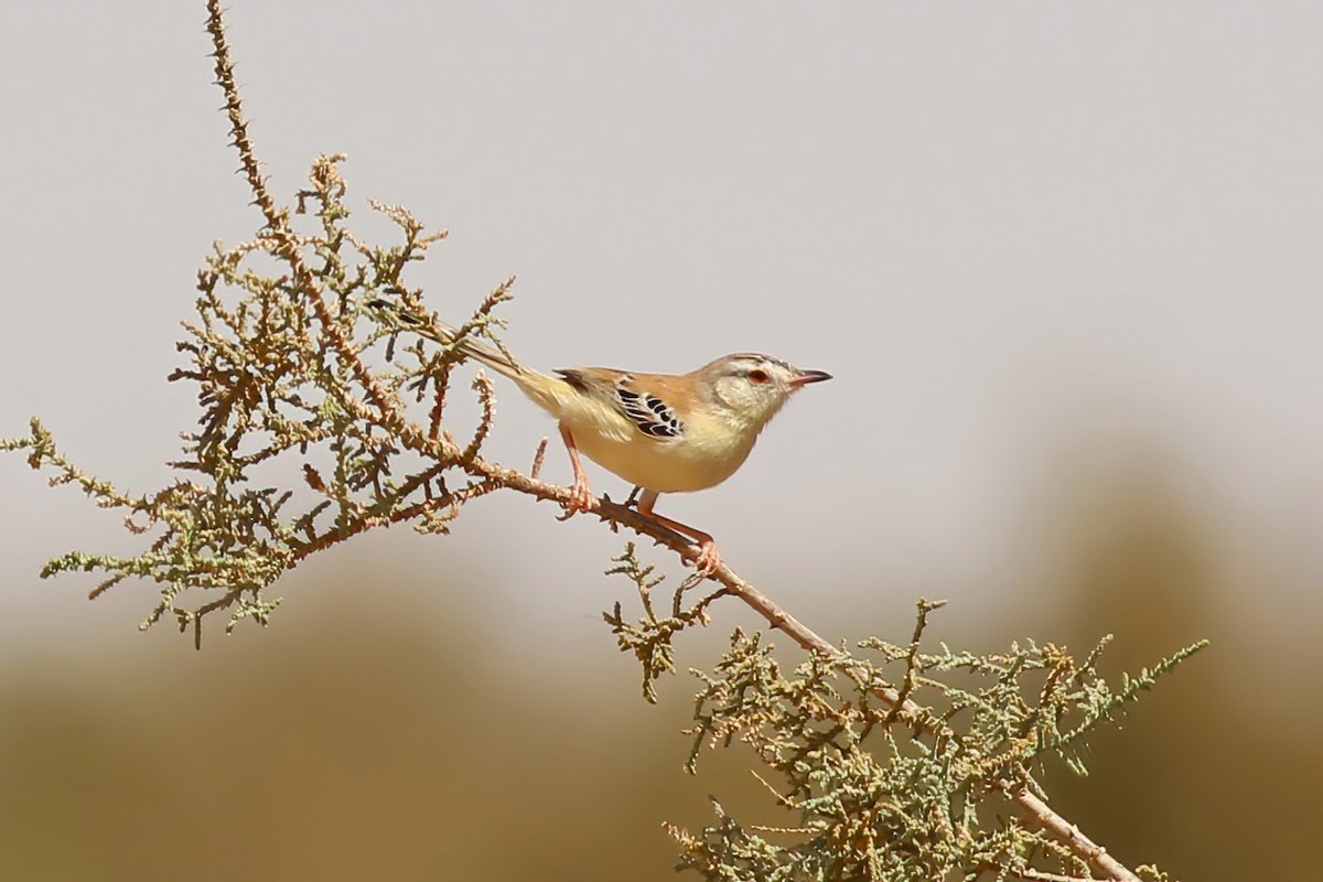 Cricket Longtail - Jonathan Scragg