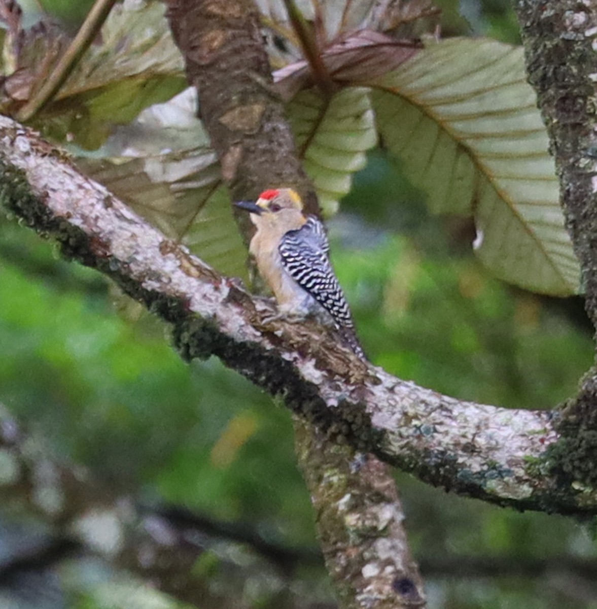 Hoffmann's Woodpecker - ML616117804