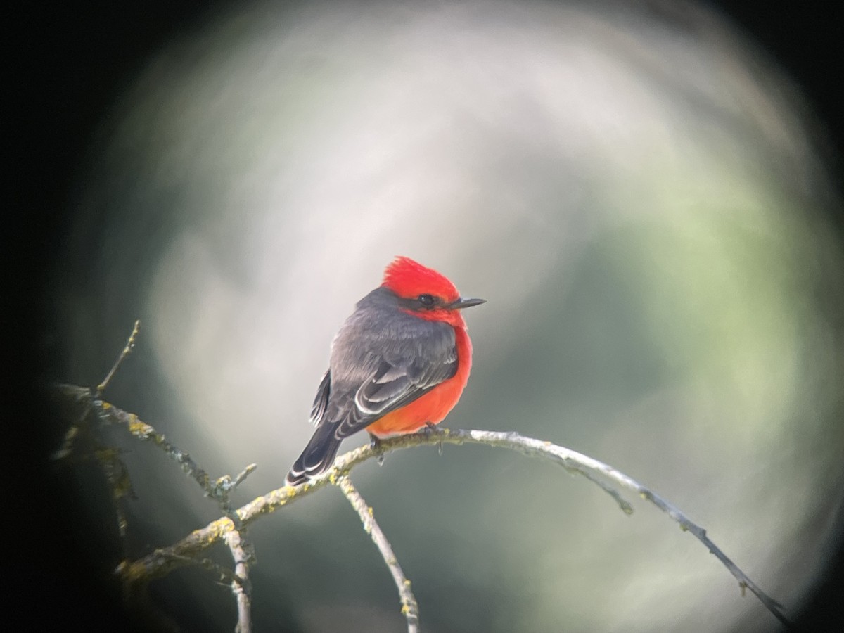 Vermilion Flycatcher - Matthew Dodder