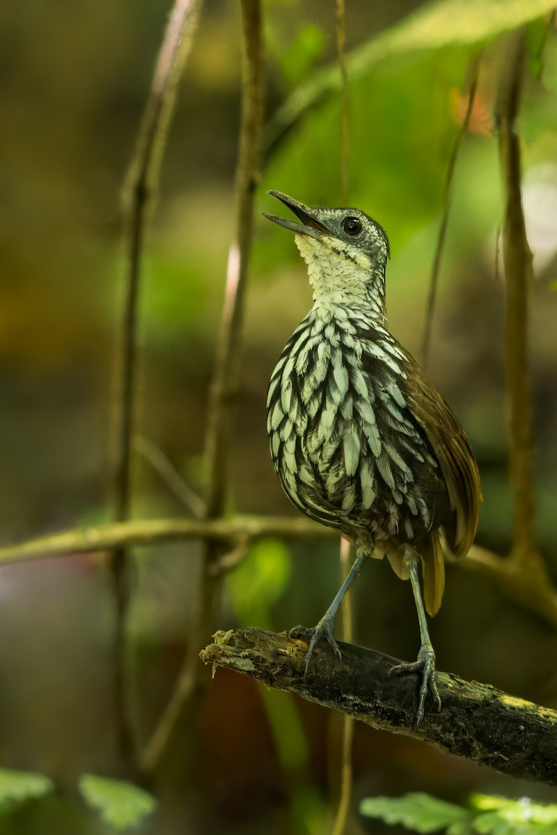 Bornean Wren-Babbler - ML616117868