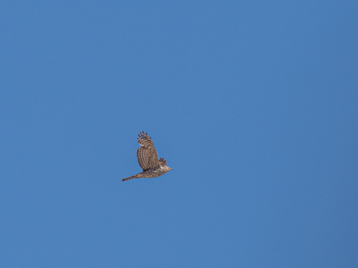 American Goshawk - ML616117921