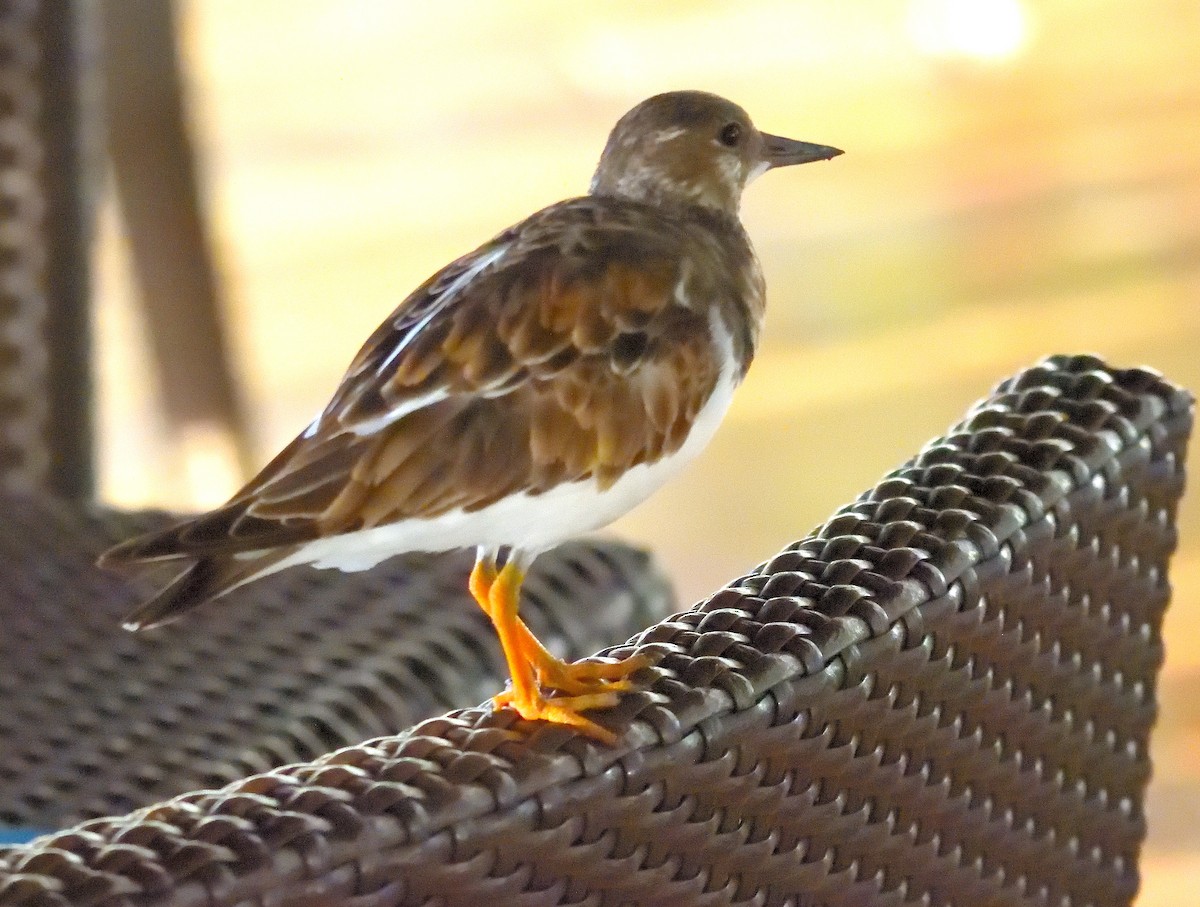 Ruddy Turnstone - ML616118026