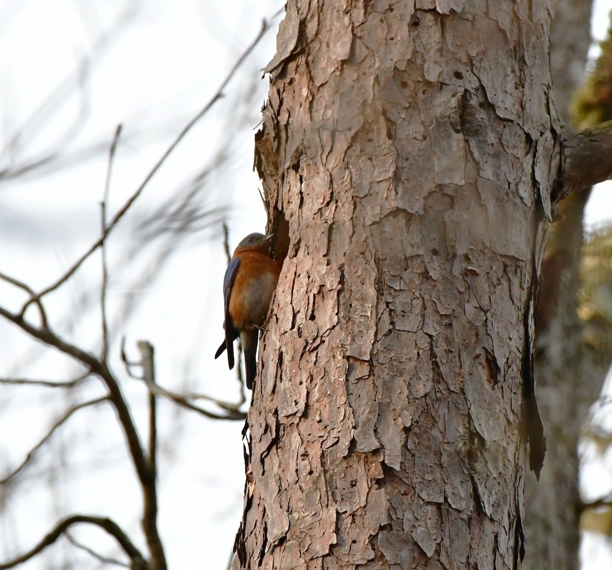 Eastern Bluebird - ML616118046