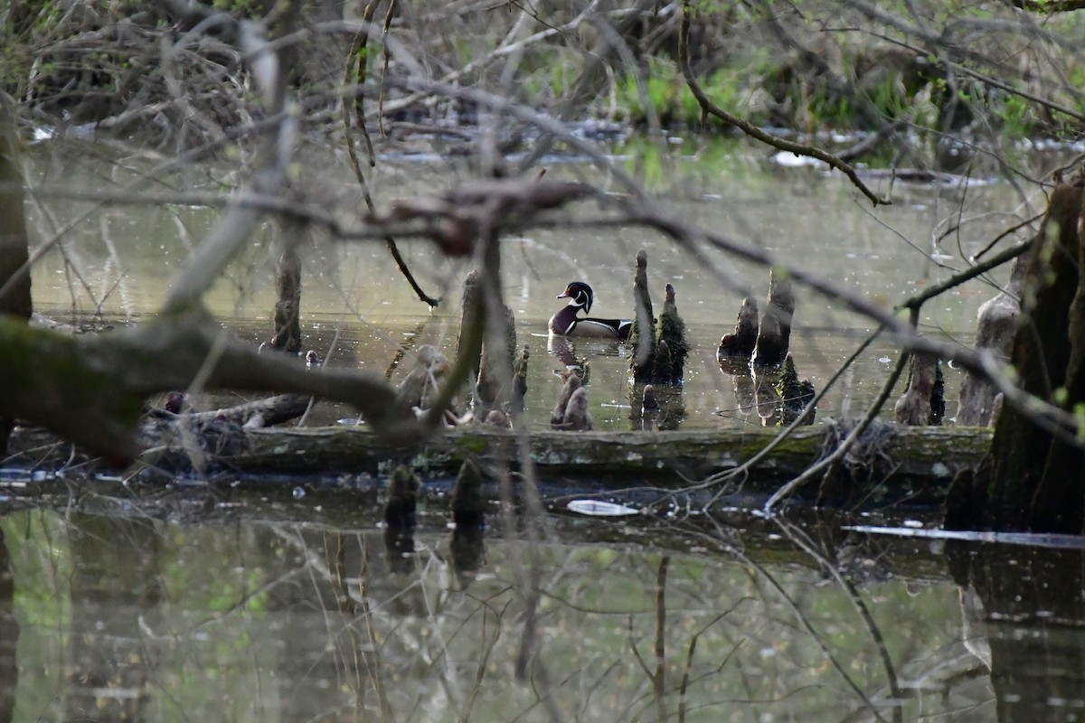 Wood Duck - ML616118119