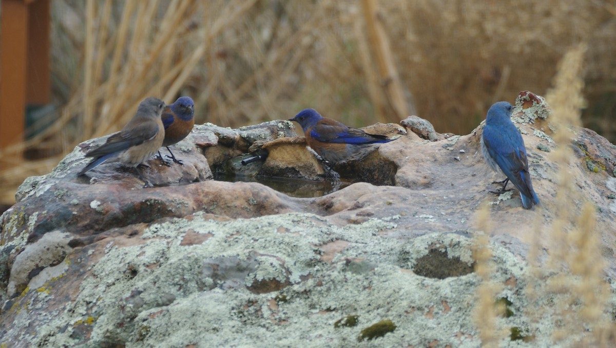 Western Bluebird - ML616118164