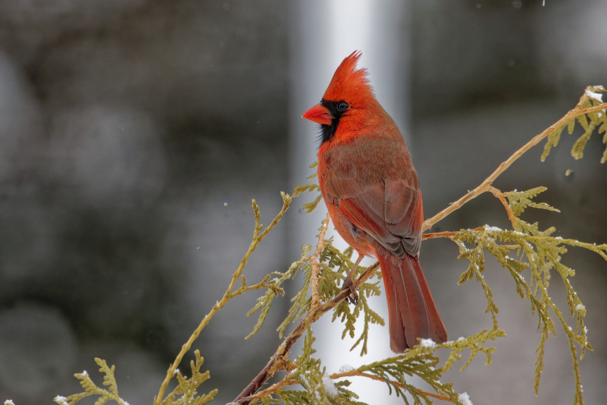 Northern Cardinal - Marie-Pierre Rainville