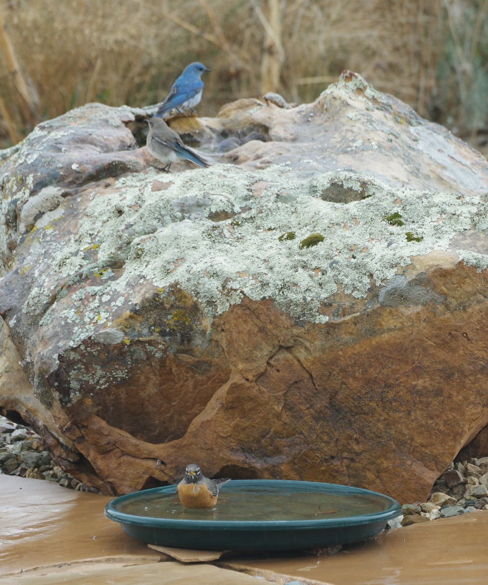 salašník horský - ML616118224