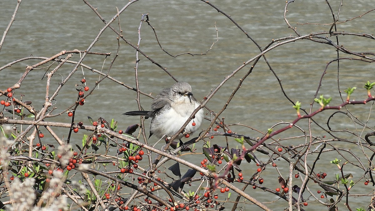 Northern Mockingbird - ML616118282