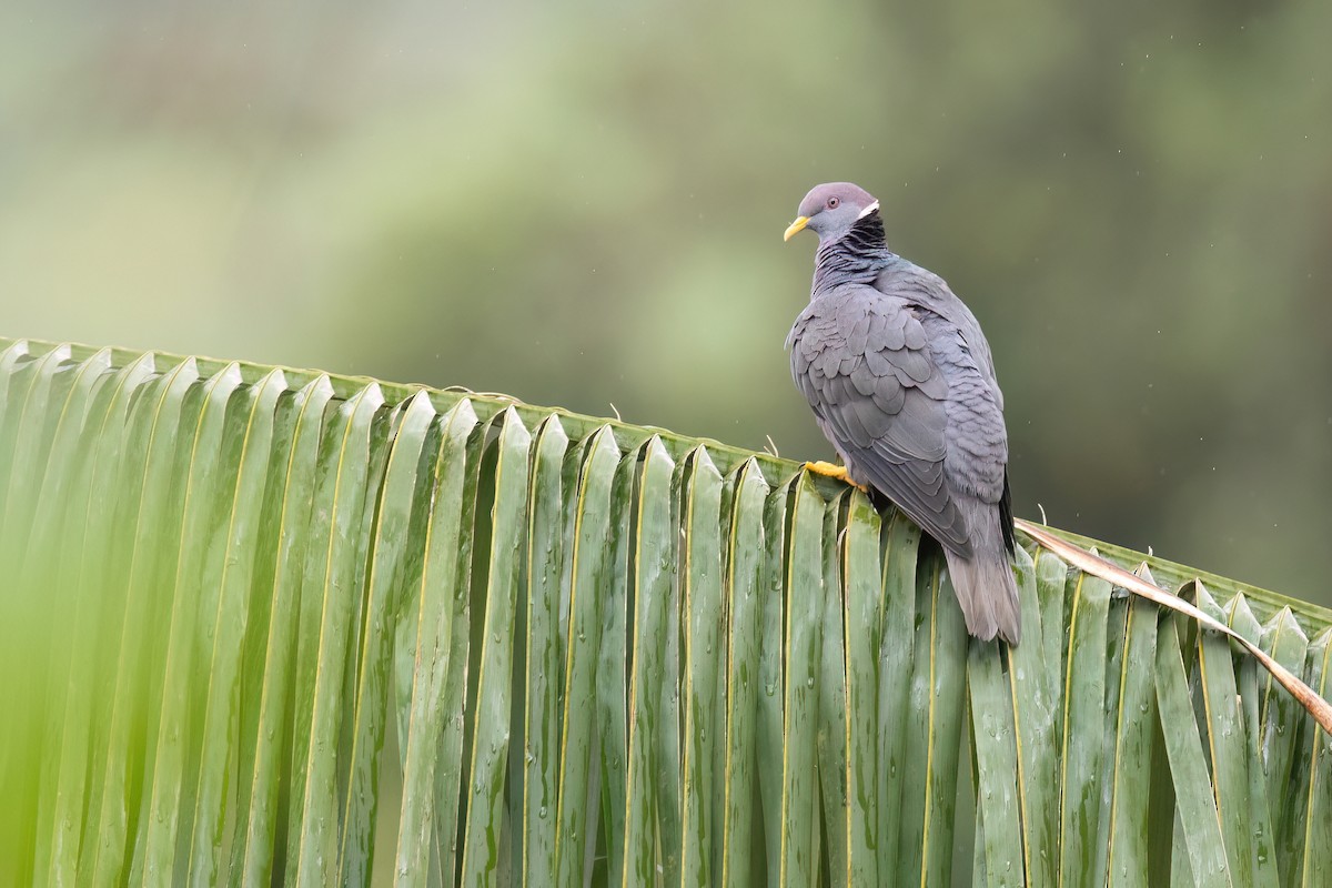 Band-tailed Pigeon - ML616118302