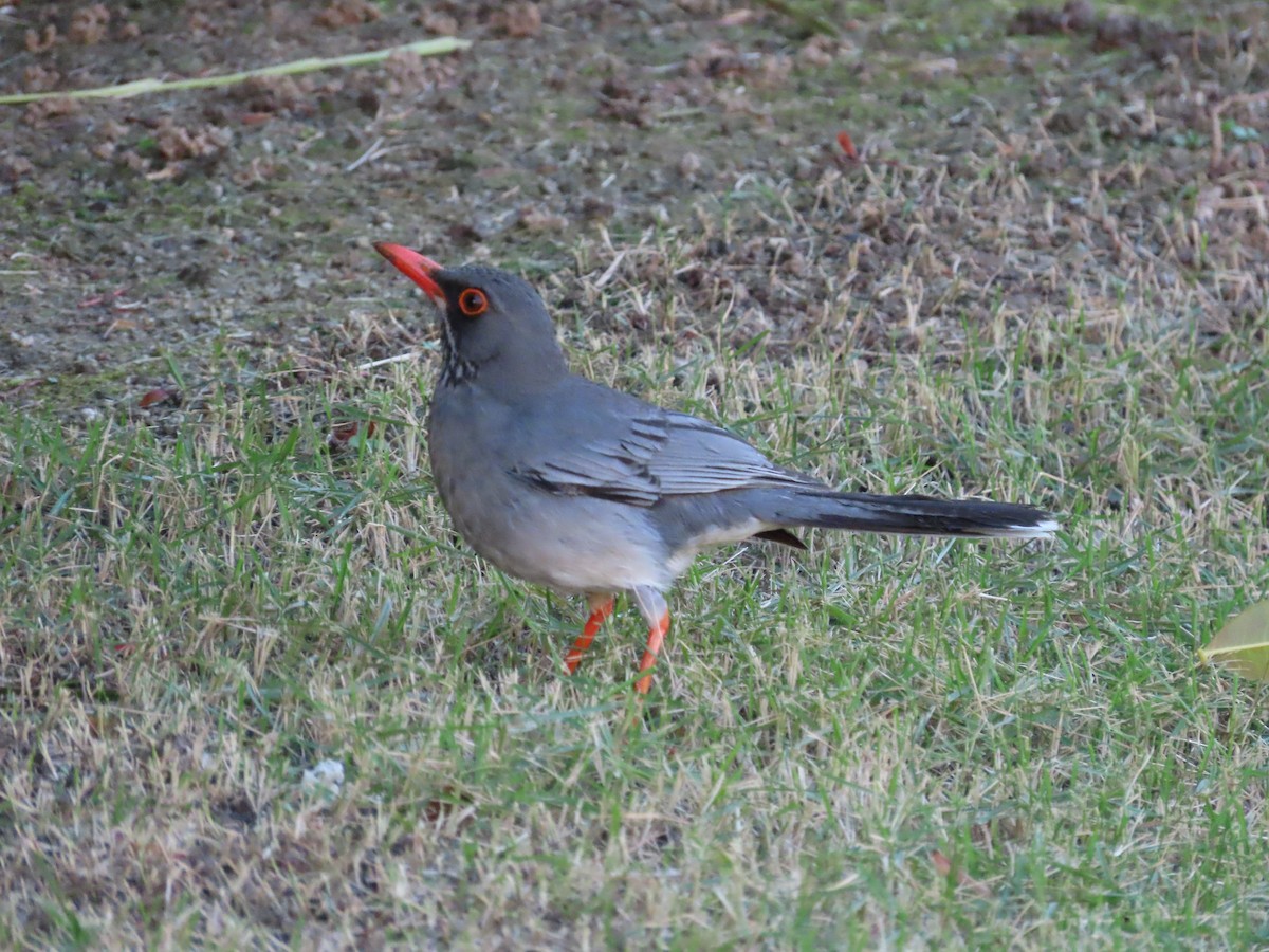 Red-legged Thrush (Antillean) - Christopher Hollister