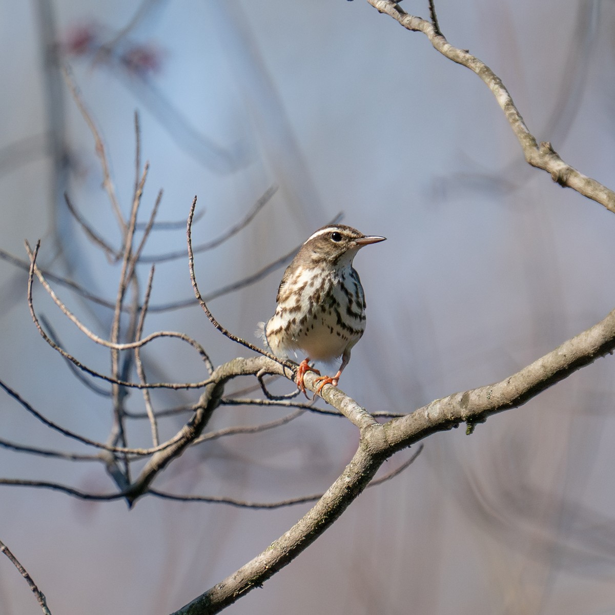 Louisiana Waterthrush - ML616118346