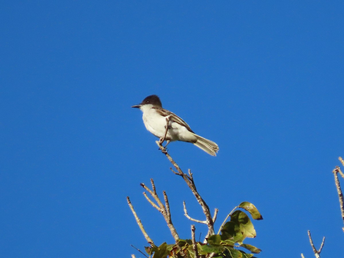 Loggerhead Kingbird (Puerto Rico) - ML616118395