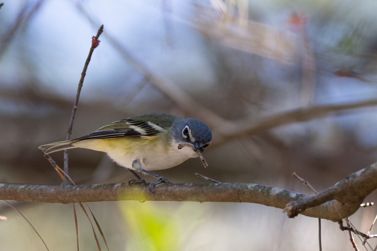 Mavi Başlı Vireo - ML616118397