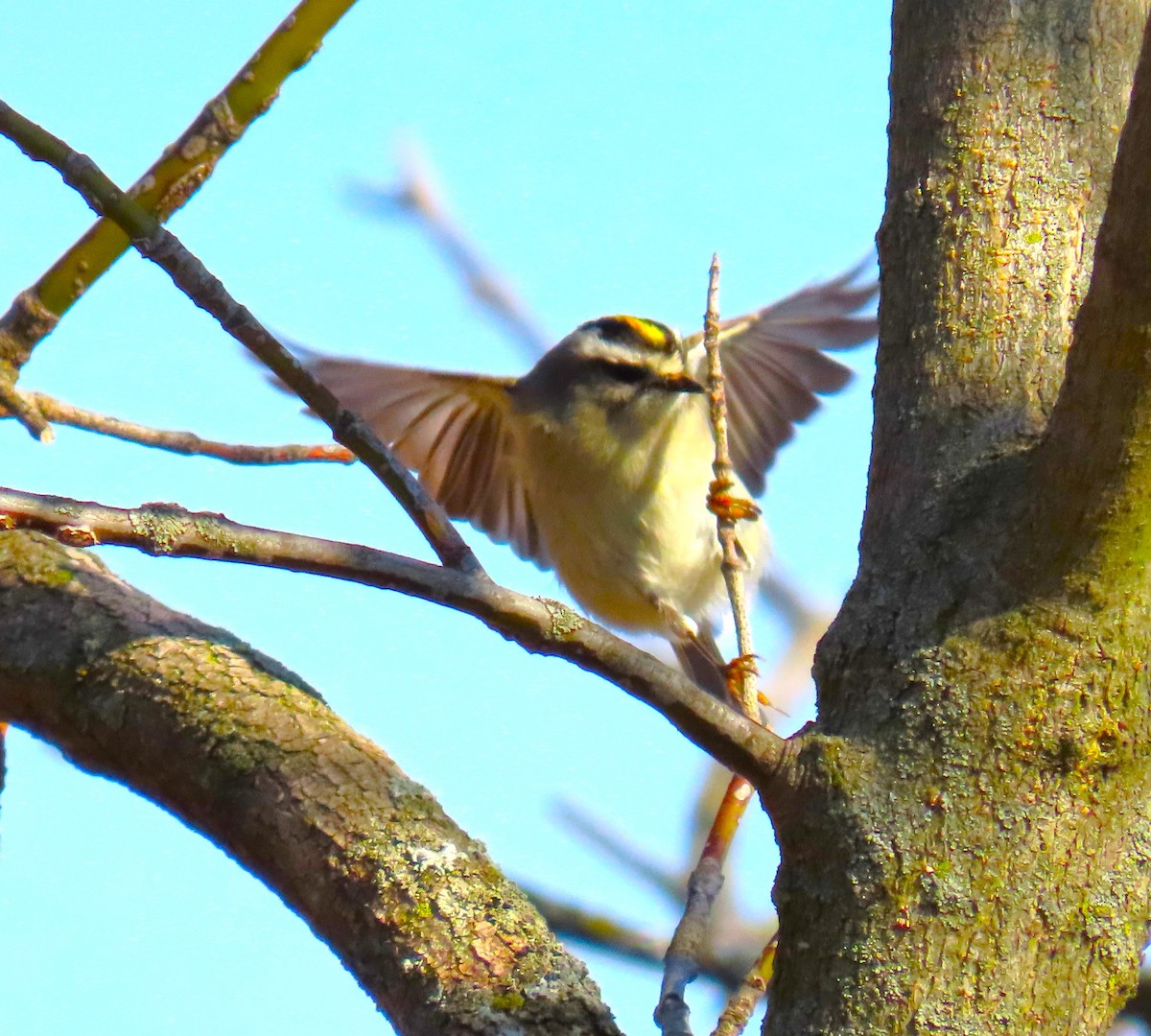 Golden-crowned Kinglet - ML616118405