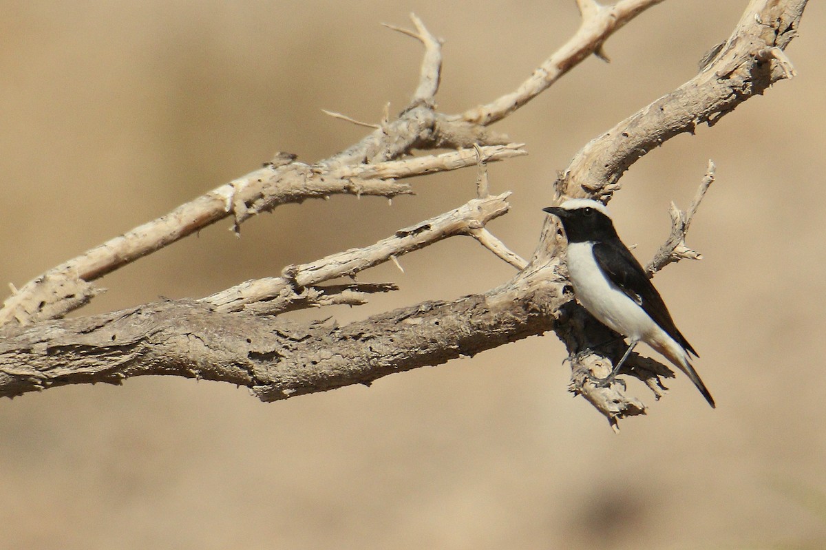 Mourning Wheatear - ML616118412