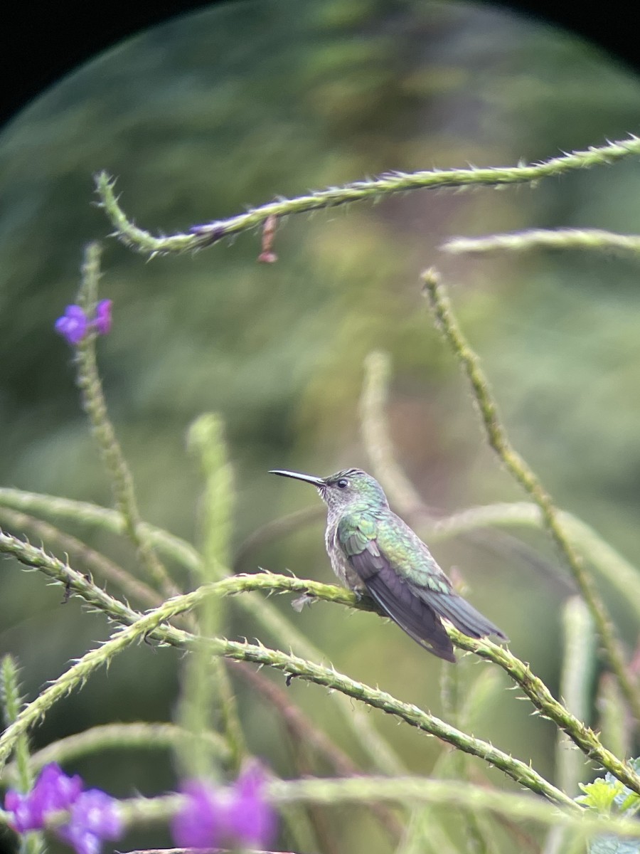 Scaly-breasted Hummingbird - Paul Fedorowicz
