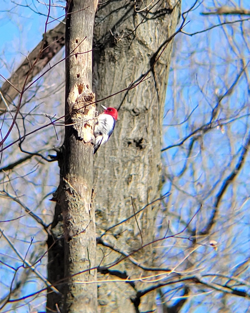 Red-headed Woodpecker - ML616118528