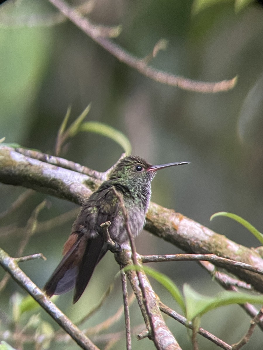 Rufous-tailed Hummingbird - Paul Fedorowicz