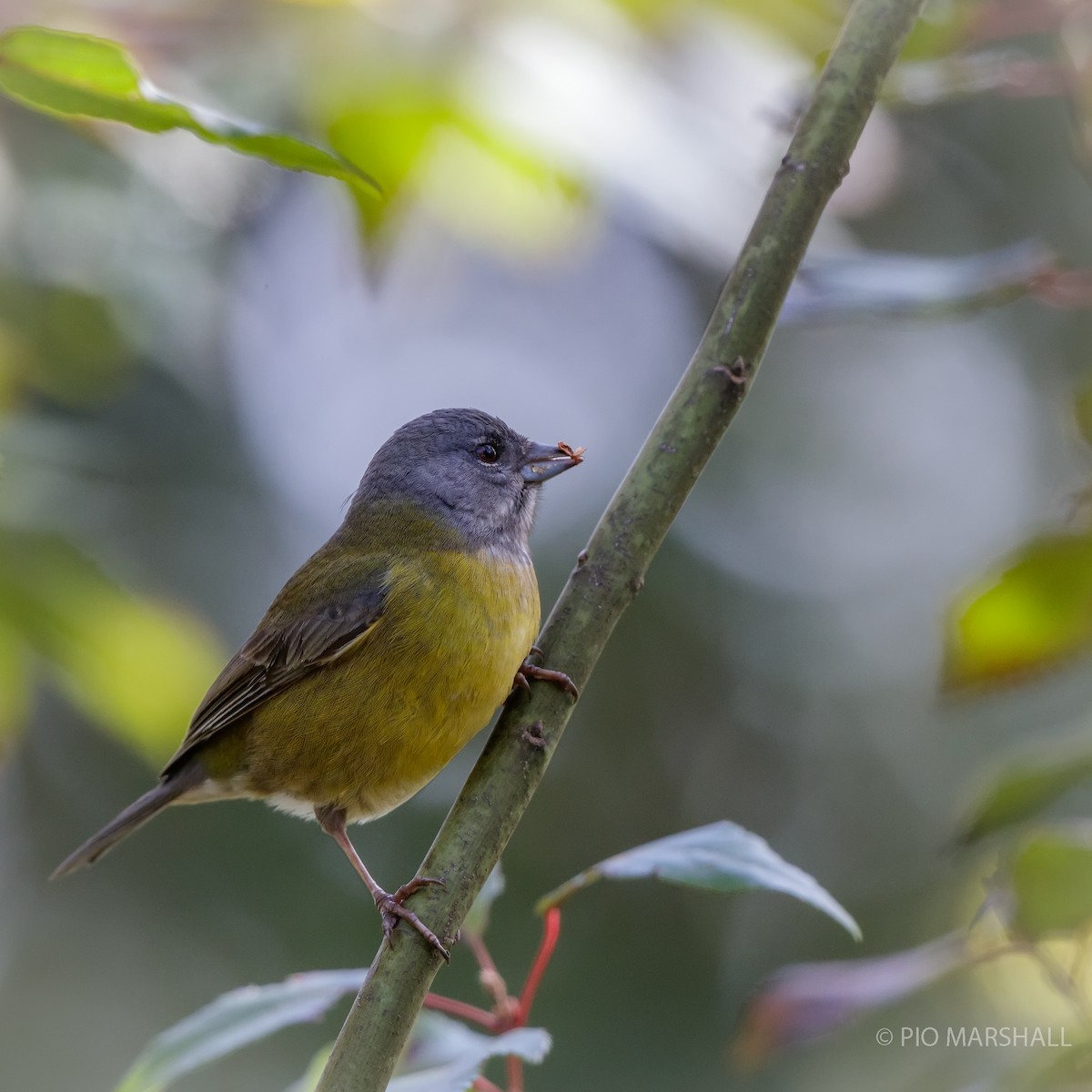 Patagonian Sierra Finch - ML616118599