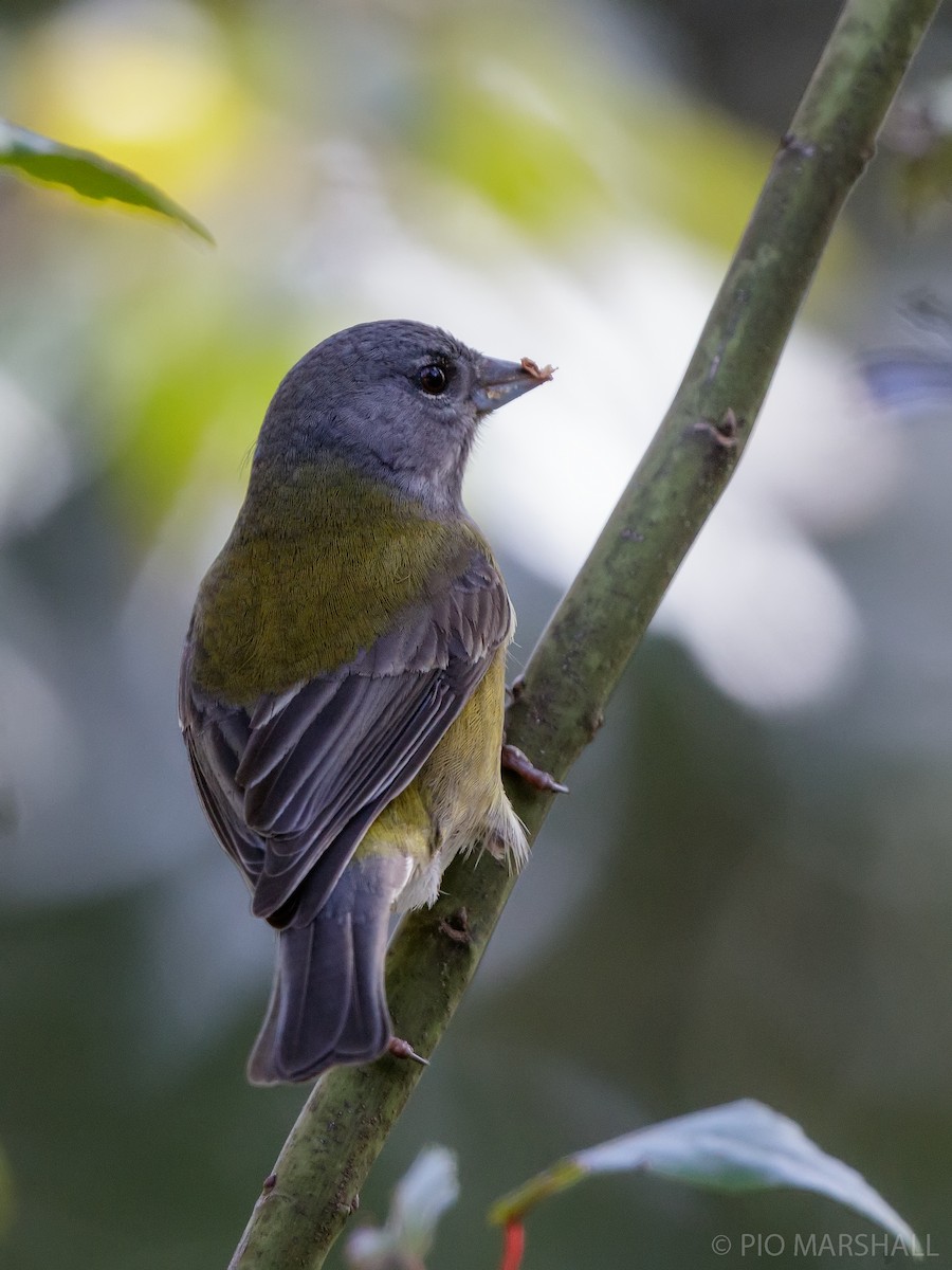 Patagonian Sierra Finch - Pio Marshall