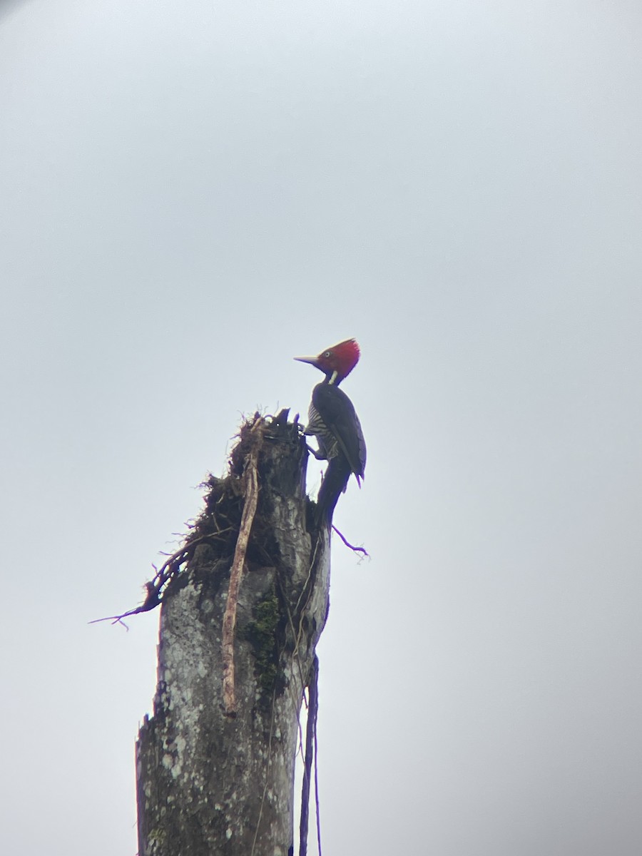 Pale-billed Woodpecker - Paul Fedorowicz