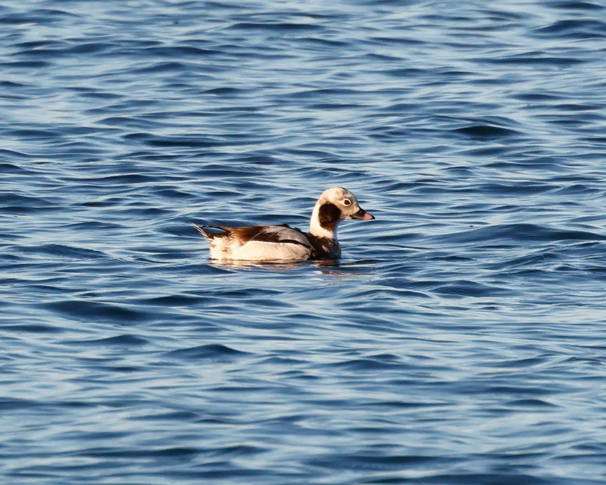 Long-tailed Duck - Torgil Zethson