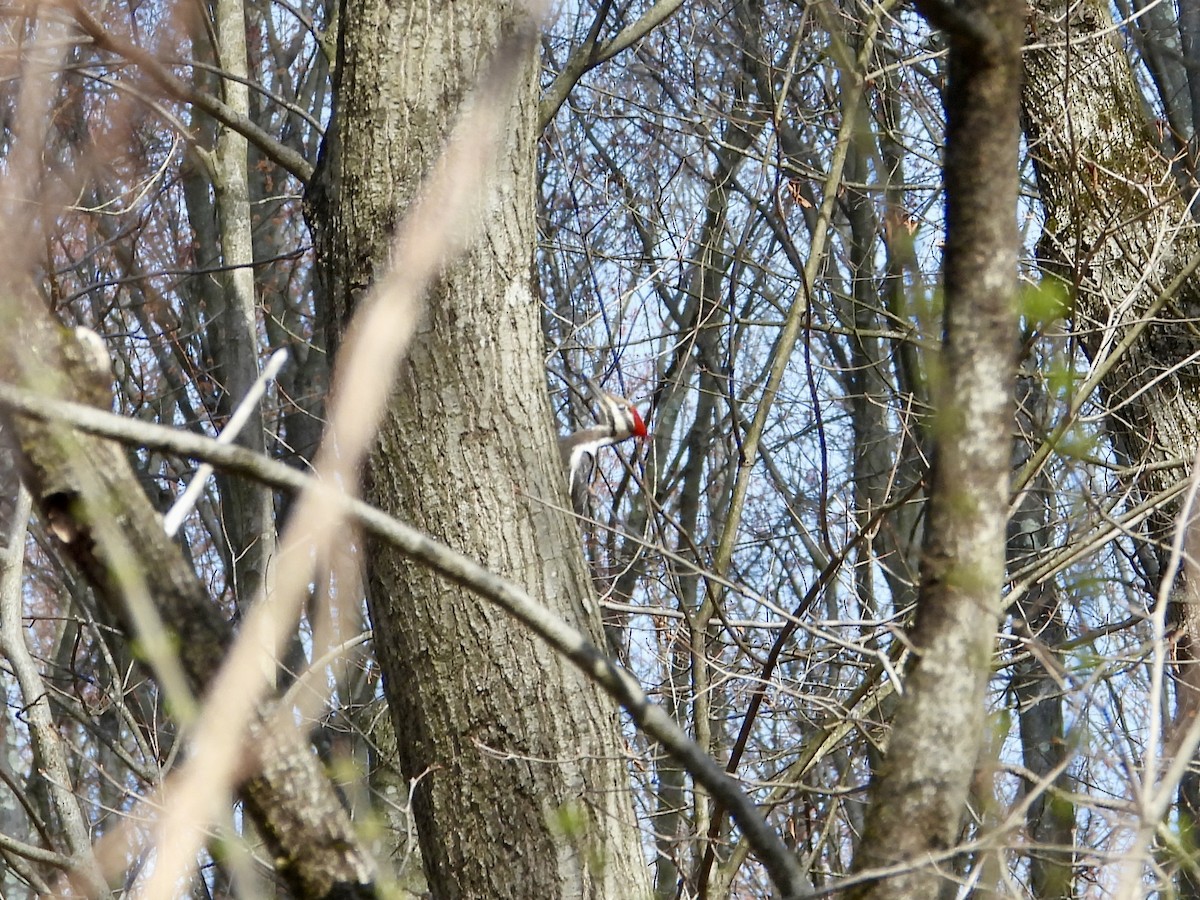 Pileated Woodpecker - ML616118631