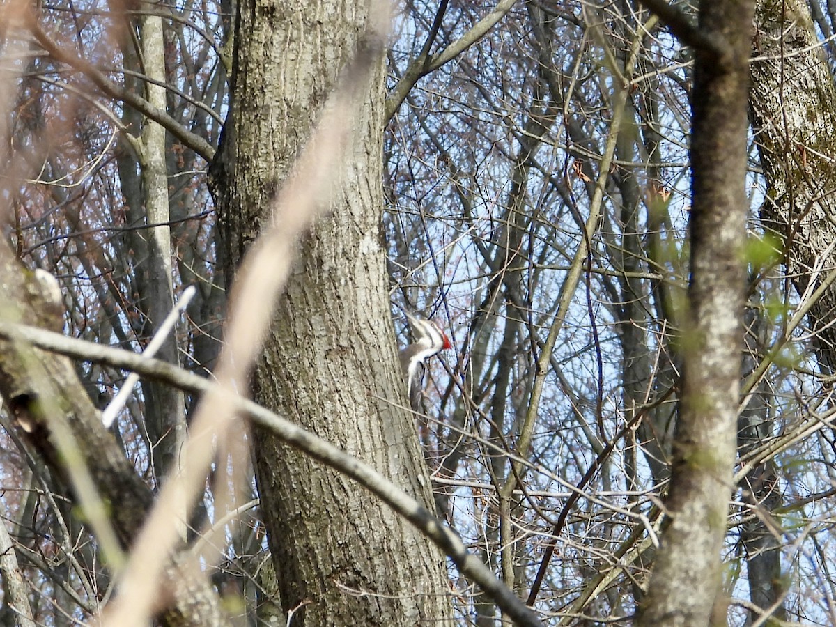 Pileated Woodpecker - ML616118632