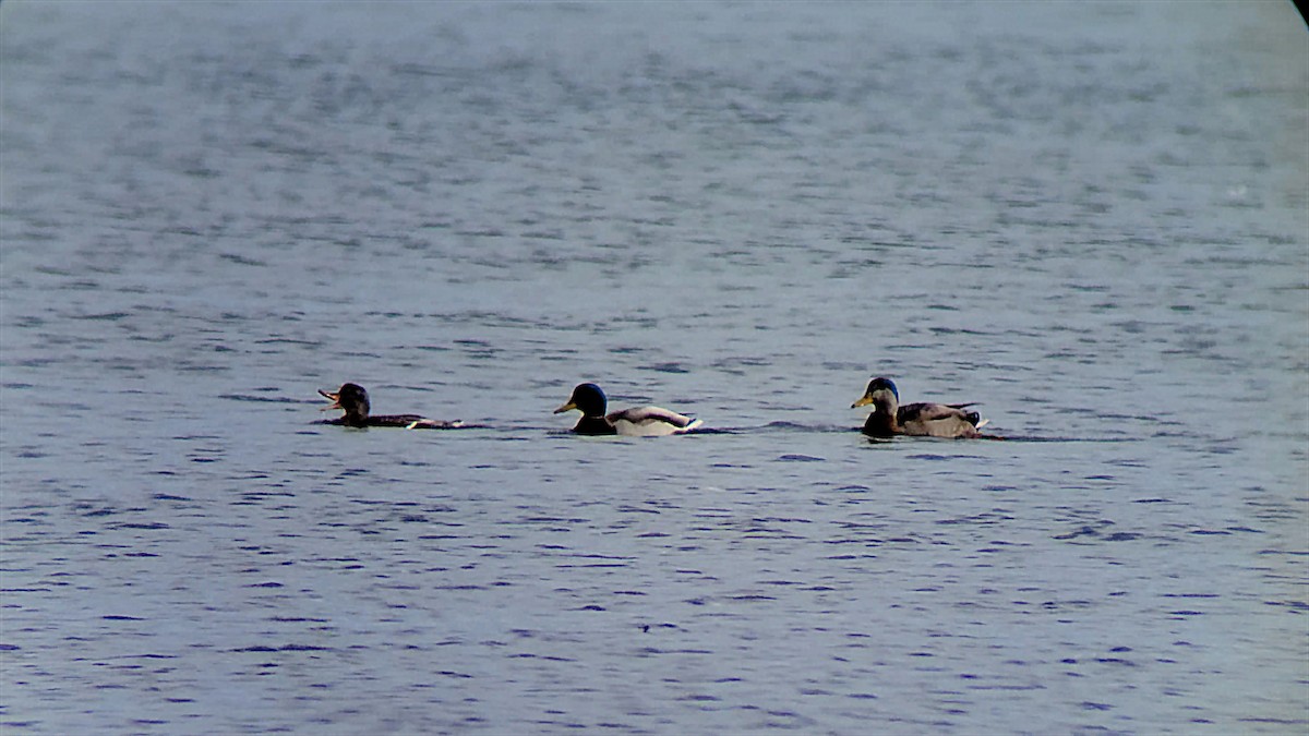 Mallard x American Black Duck (hybrid) - ML616118640