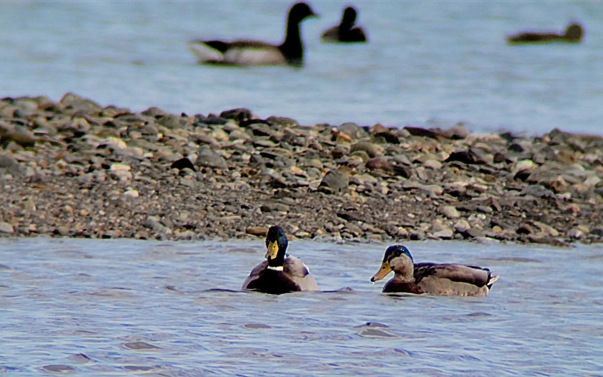 Mallard x American Black Duck (hybrid) - ML616118641