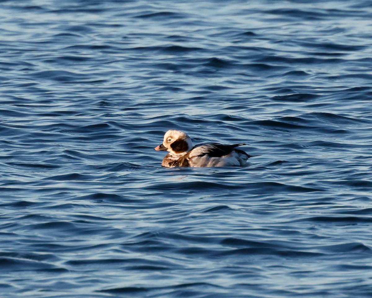 Long-tailed Duck - Torgil Zethson