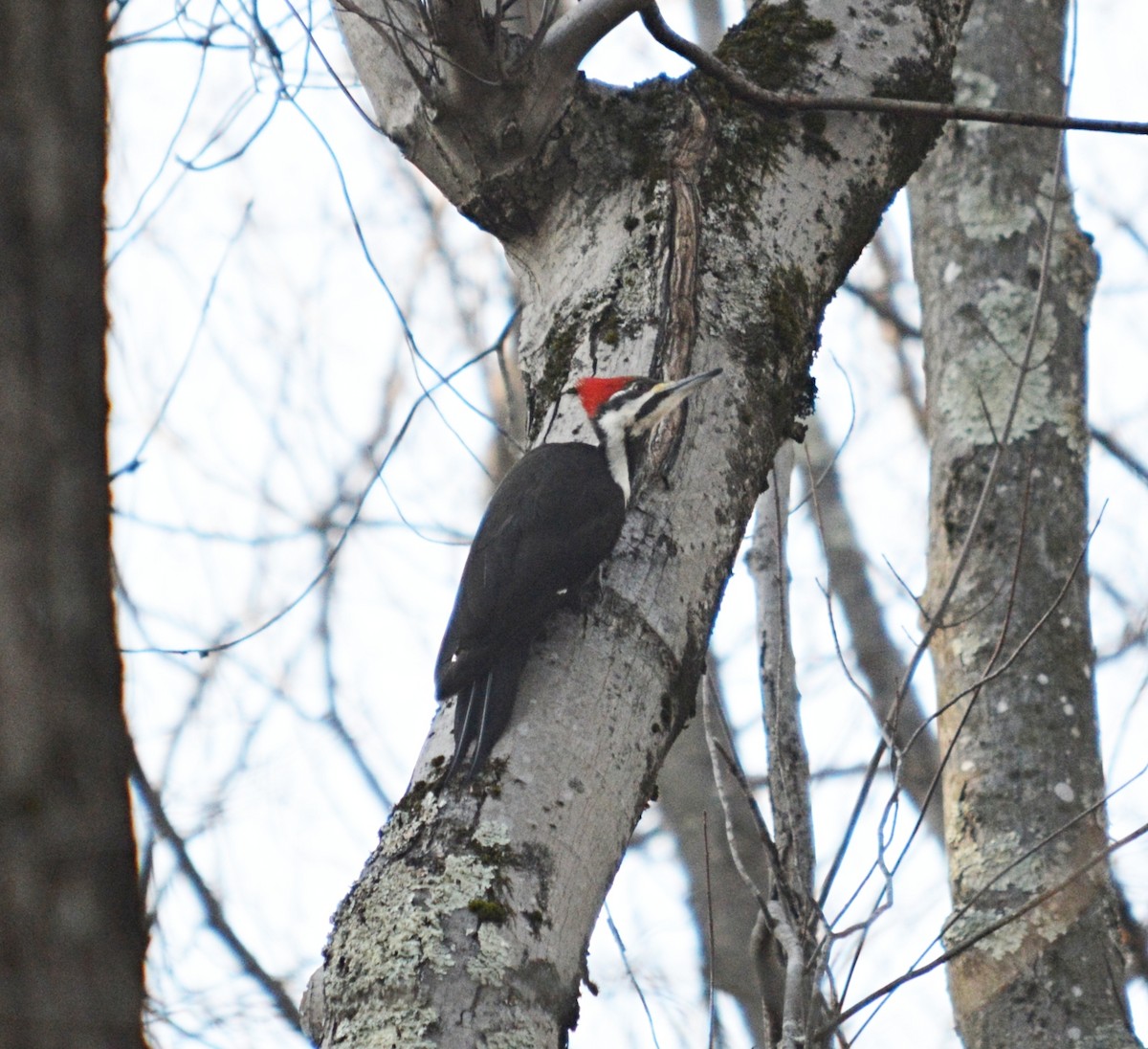 Pileated Woodpecker - John Keeley