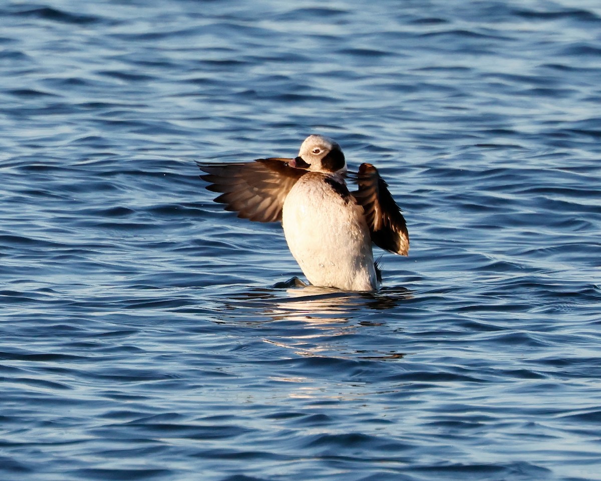 Long-tailed Duck - Torgil Zethson