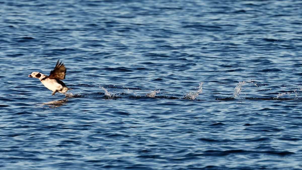 Long-tailed Duck - ML616118655