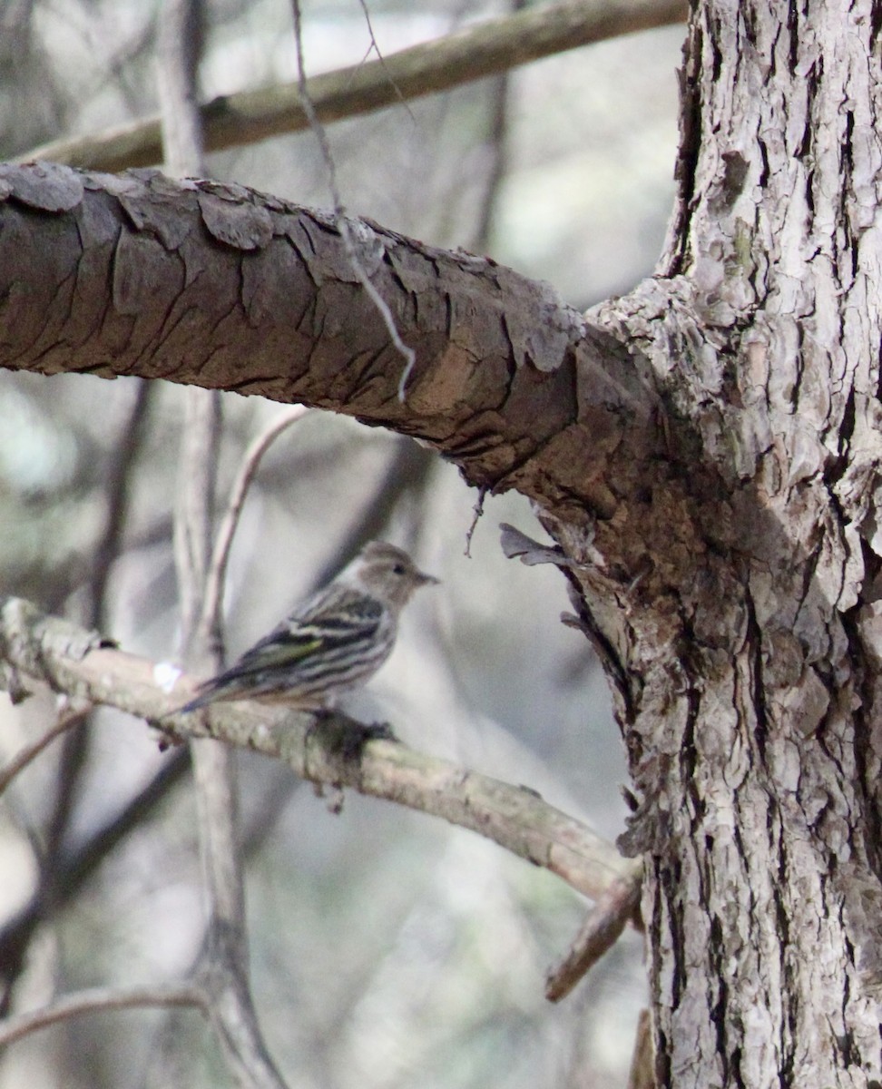 Pine Siskin - ML616118660