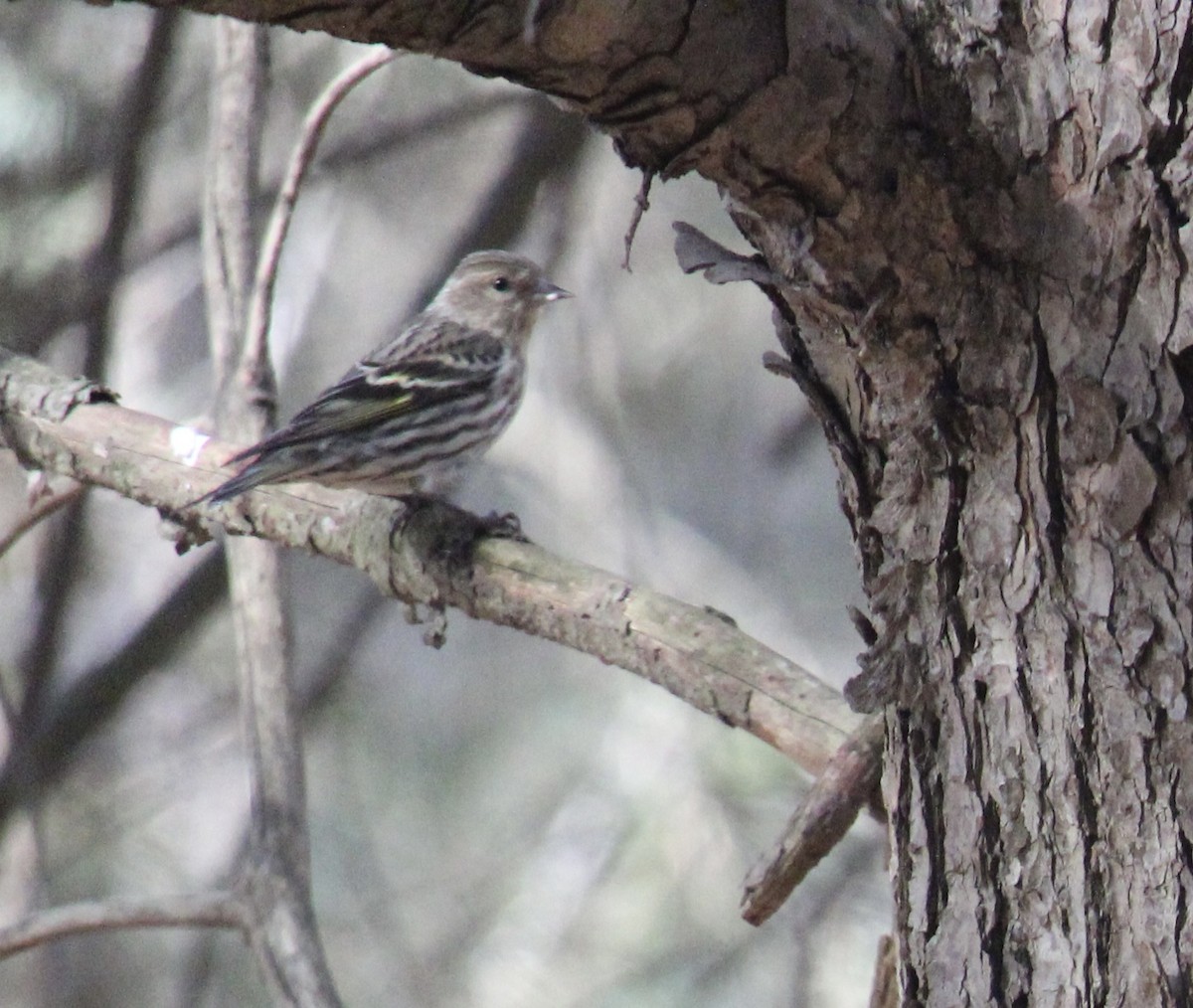 Pine Siskin - ML616118661