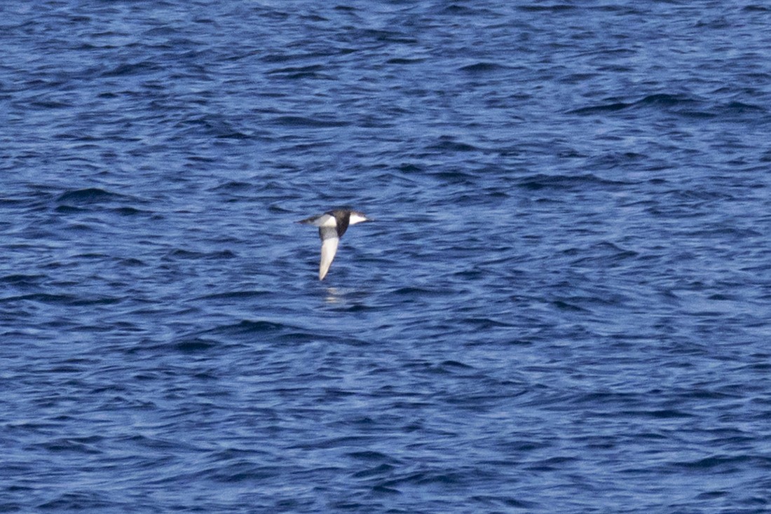 Yelkouan Shearwater - ML616118663