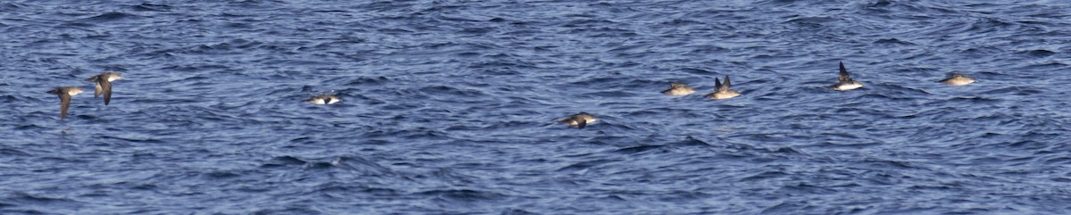 Yelkouan Shearwater - ML616118664