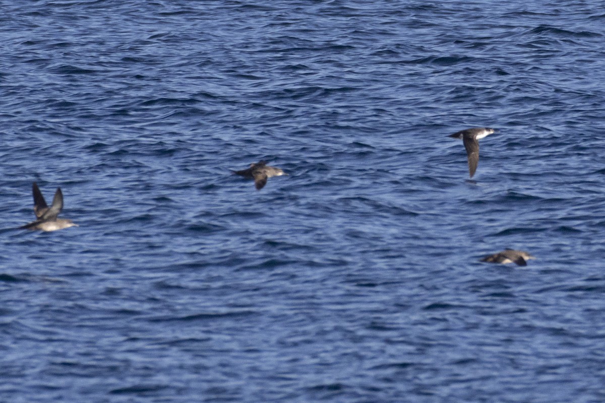 Yelkouan Shearwater - ML616118666